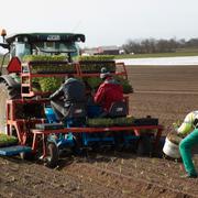 Plantering av spenat och andra grönsaker utanför skånska Vellinge. 