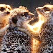 Illustrationsbilder.