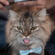 En katt blir borstad. Arkivbild.