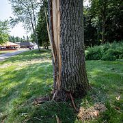 Skador och träflisor efter att blixten slagit ner i ett större träd i nöjesparken Tosselilla Sommarland i Tomelilla.