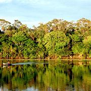 Urubufloden i Amazonas.  