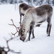 Renarna försöker hitta mat i snön.