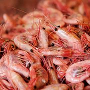 Färska räkor.
