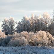 Rimfrost på träd och buskar. 