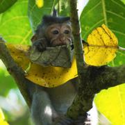 Illustrationsbild: Rymlingarna är macaque-apor. 