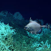 Arkivbild från en forskningsexpedition till Atlantens havsbotten.