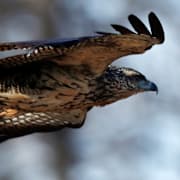 Illustrationsbild: En hök. 