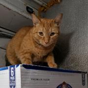 En katt ovanpå en låda i en italiensk bodega. Enligt Erwin Schrödingers kända tankeexperiment skulle en katt i en låda kunna vara levande och död på samma gång.  