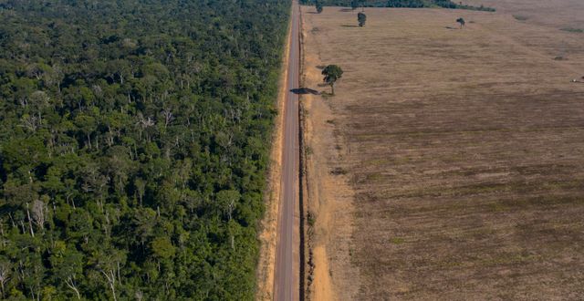 Skog som skövlats för att ge plats åt en sojafält.  Leo Correa / TT NYHETSBYRÅN