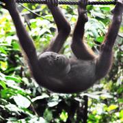 Orangutang, arkivbild från Borneo. 