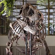 Ett Tyrannosaurus rex-skelett.