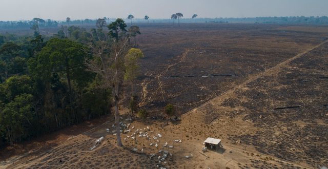 Avskogning av Amazonas.  Andre Penner / AP