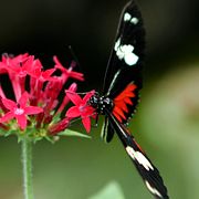En Heliconius charitonius.