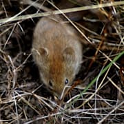 En liten skogsskorg. 