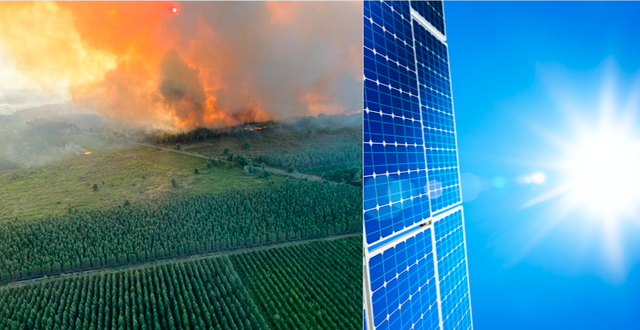 Skogsbränder i Frankrike, bild från 17 juli.  TT & Shutterstock.