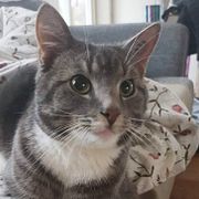 Katten Nisse dog för fem veckor sedan.