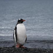 Pingvin i Antarktis.